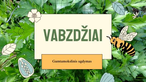 Gamtamokslinis ugdymas: vabzdžiai