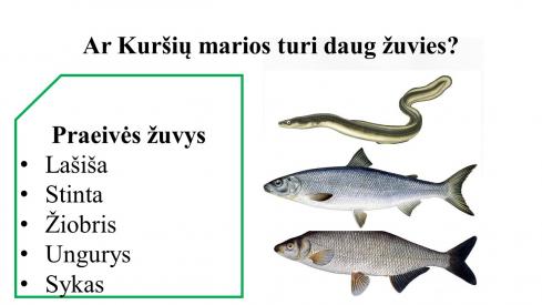 Kuršių marios šiuolaikiškos skaidrės 