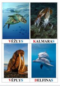 Pažinimo kortelės. VANDENS GYVŪNAI. Vaizdas, žodis, žaidimas.
