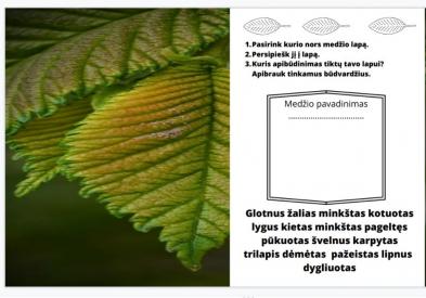 Tyrinėjame medžių lapus
