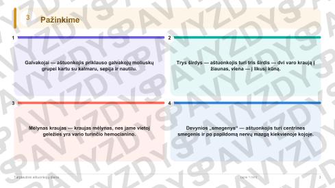 Tarptautinė aštuonkojų diena 5-6 kl.: 20 užduočių, SUP, stalo žaidimas ir QR