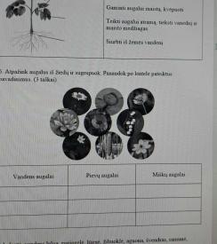Augalų dalys. Gamtos mokslai 2 kl.