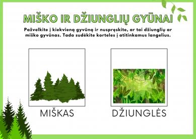 MIŠKO IR DŽIUNGLIŲ GYVŪNAI