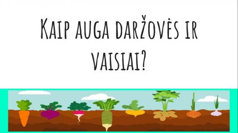 Kaip auga daržovės ir vaisiai