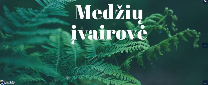 Viskas apie medžius.