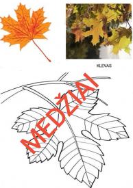 Medžiai