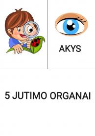 5 jutimo organai 