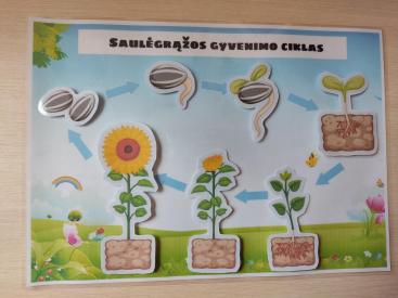 Saulėgrąžos, drugelio, vištos gyvenimo ciklas.