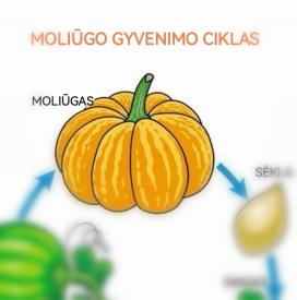 Moliūgo gyvenimo ciklas 