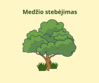 Medžio stebėjimas 