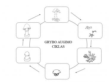 Grybo augimo ciklas