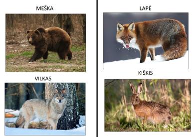 Laukiniai gyvūnai