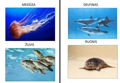 Laukiniai gyvūnai