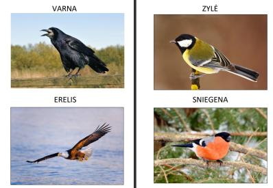 Laukiniai gyvūnai
