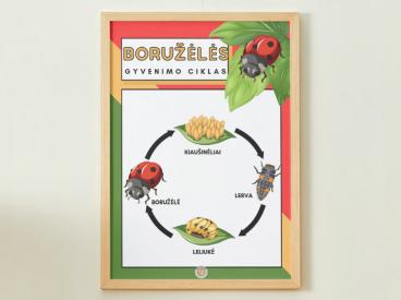 BORUŽĖLĖS GYVENIMO CIKLAS - PLAKATAS