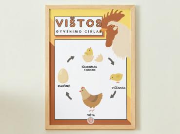 VIŠTOS GYVENIMO CIKLAS - PLAKATAS
