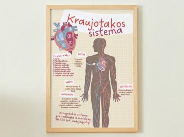 Kraujotakos sistema - plakatas