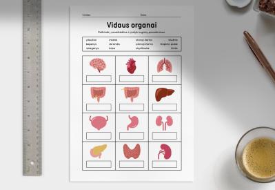 Vidaus organai, užduočių lapas 3 klasei