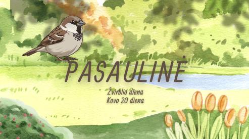 Pasaulinė Žvirblio diena Kovo 20 diena