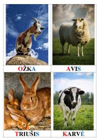 Pažinimo kortelės. NAMINIAI GYVŪNAI. Vaizdas, žodis, žaidimas.