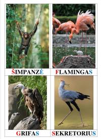 Pažinimo kortelės. AFRIKOS GYVŪNAI. Vaizdas, žodis, žaidimas.