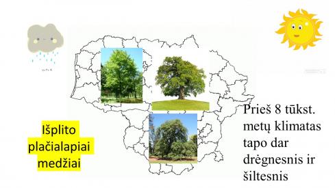 Lietuvos augalija 