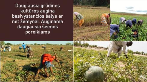 Žemės ūkio šakos skaidrės pamokoms