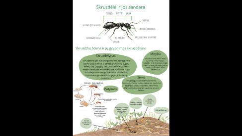 Skruzdėlė ir jos sandara