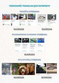 Tiesioginis gyvūnų stebėjimas