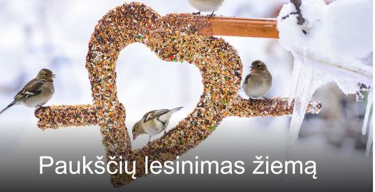 Skaidrės apie paukščių lesinimą