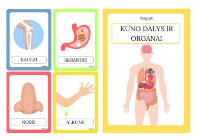 KŪNO DALYS IR ORGANAI