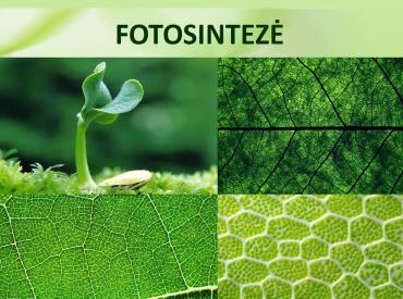 Fotosintezė
