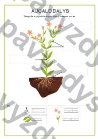 AUGALO DALYS