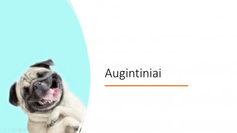 Skaidrės pamokai apie augintinius