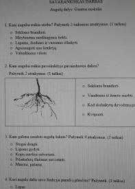 Augalų dalys. Gamtos mokslai 2 kl.