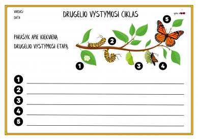 DRUGELIO VYSTYMOSI ETAPAI