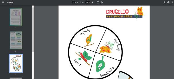 Idėja pamokai. Drugelio vystymosi ciklas