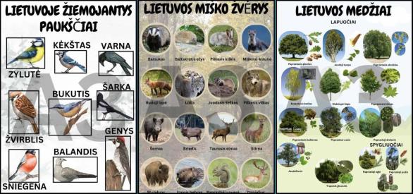 Plakatai klasei ir grupei