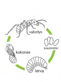 Mažasis tyrinėtojas