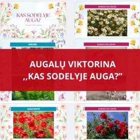 VIKTORINA - KAS AUGA SODELYJE